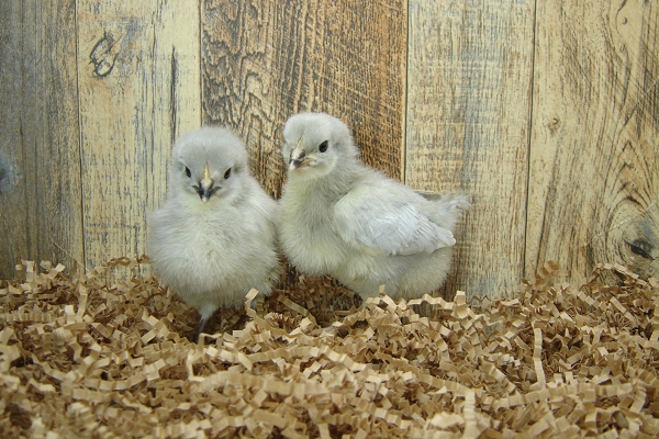 2 Pullet Chicks Week 1 - Lavender Orpington